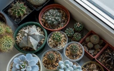 Les meilleures plantes d’intérieur et comment les entretenir selon les experts en jardinage